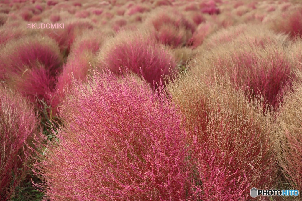 見ごろ過ぎていく紅葉
