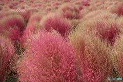 見ごろ過ぎていく紅葉