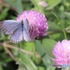 可愛い花に小さな蝶