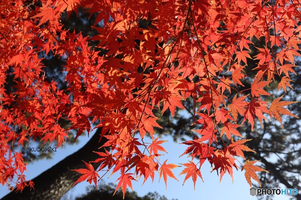 毎年見れなかった場所で