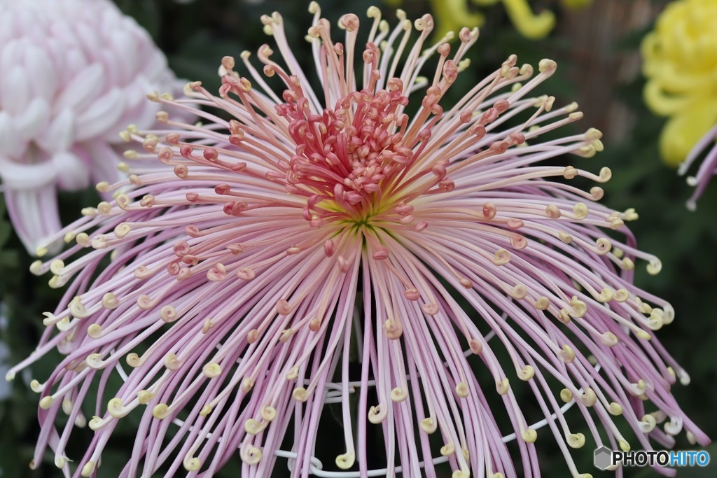 花火のように