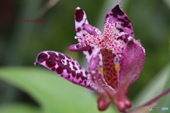 開きたてホトトギスの花