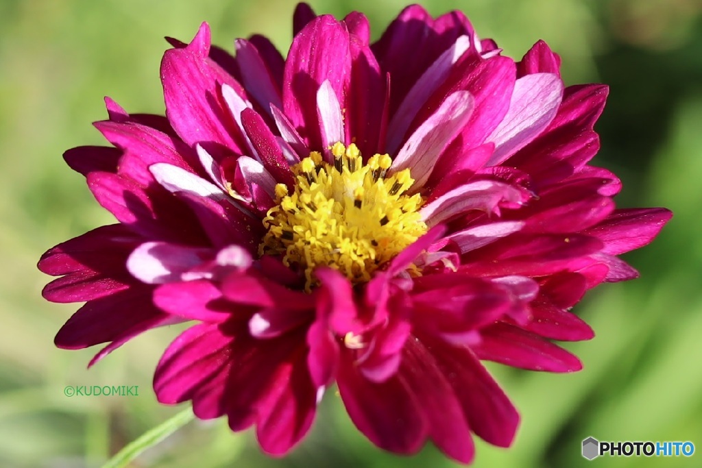 菊みたいなコスモス