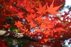紅葉