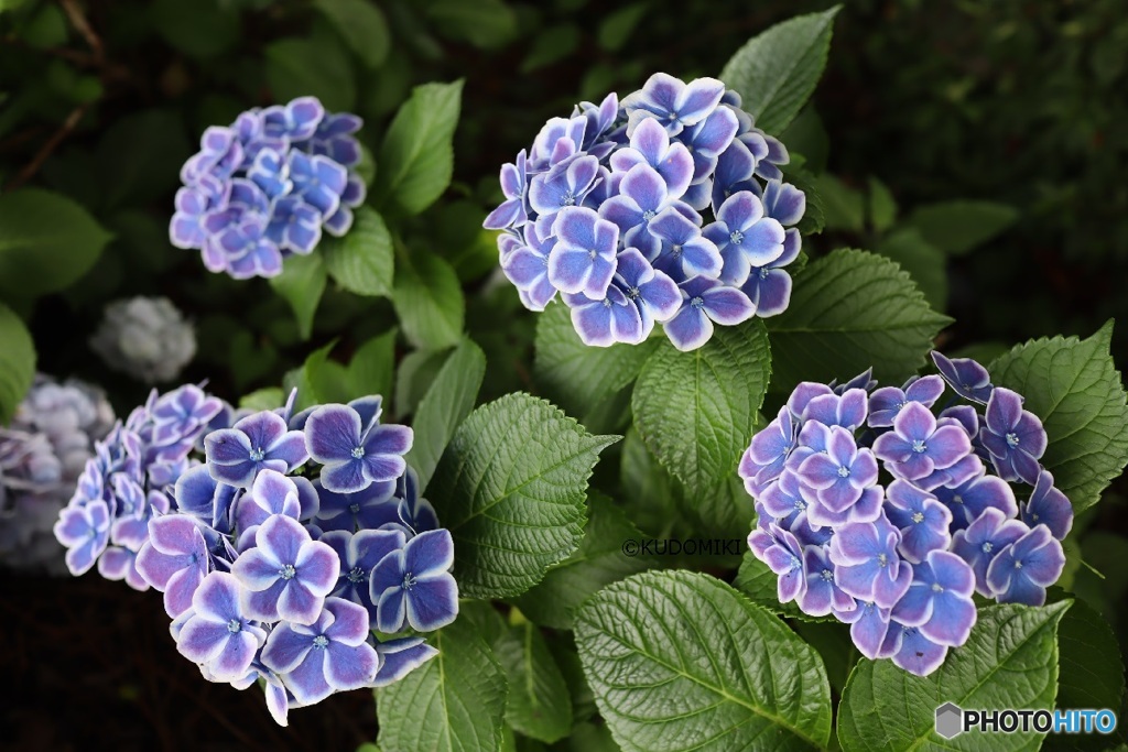 美しい紫陽花