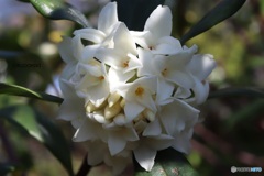 沈丁花