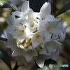 沈丁花