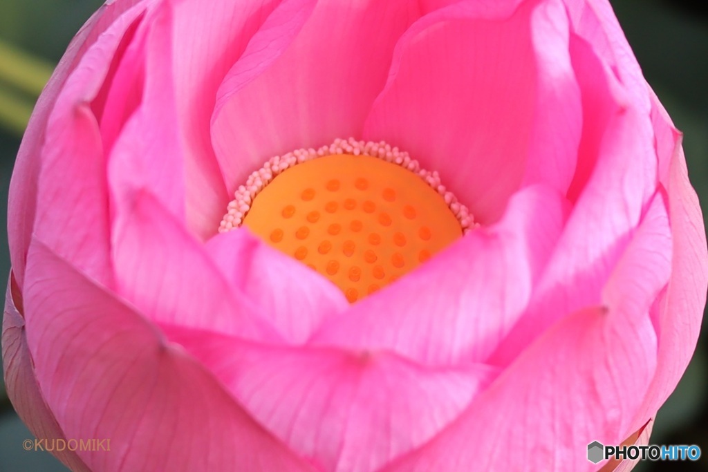 蓮の花