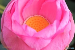 蓮の花