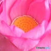 蓮の花