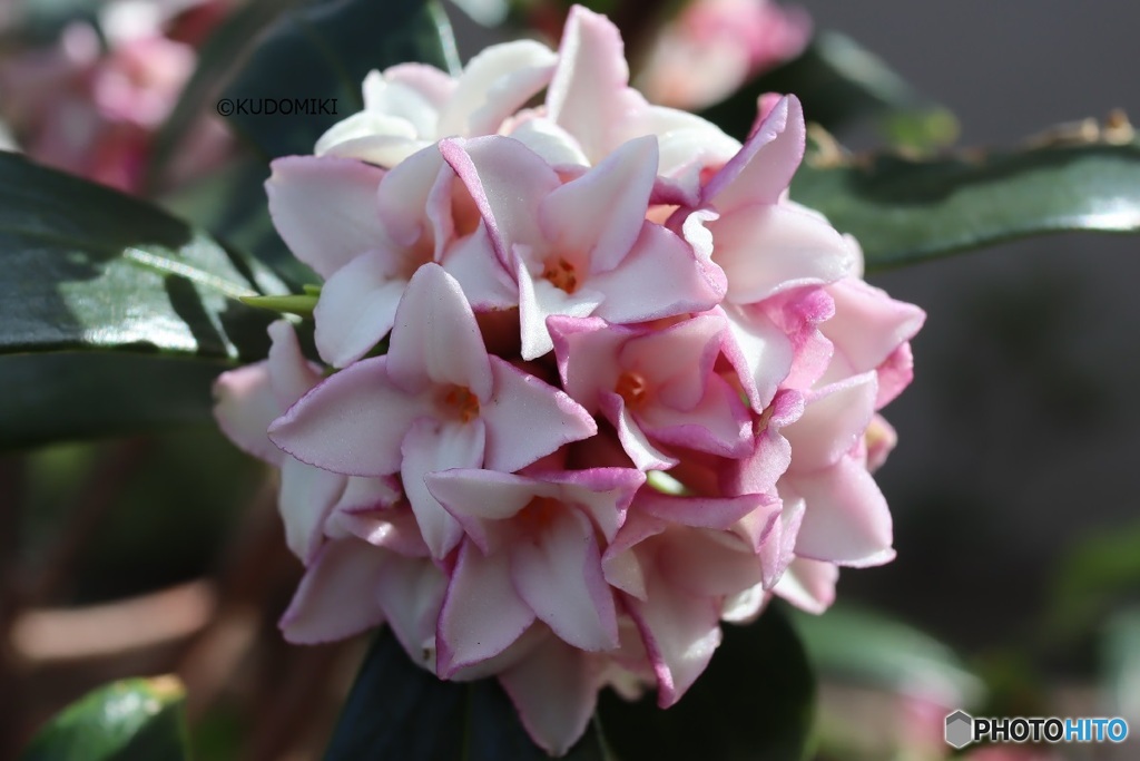 沈丁花