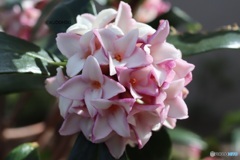 沈丁花
