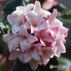 沈丁花