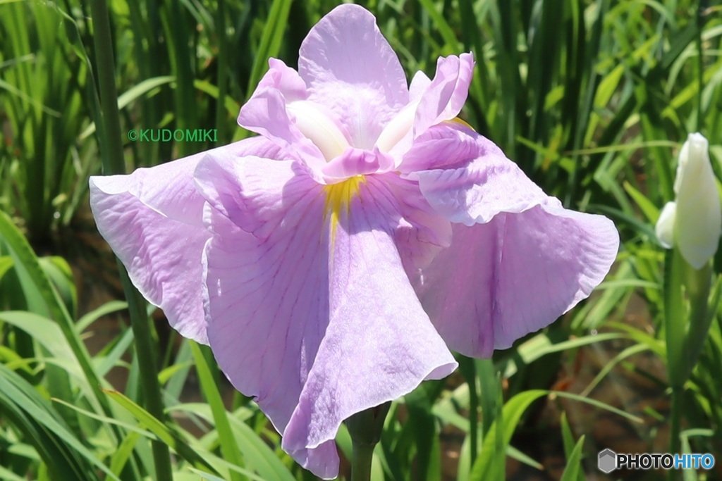 花菖蒲