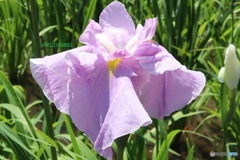 花菖蒲