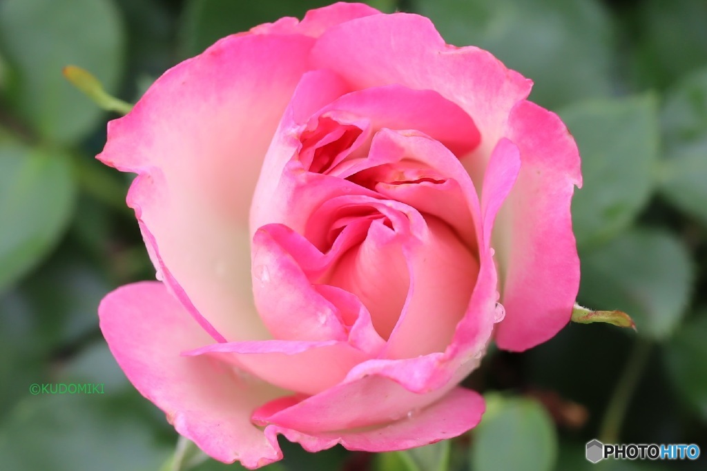春の薔薇