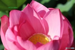 蓮の花