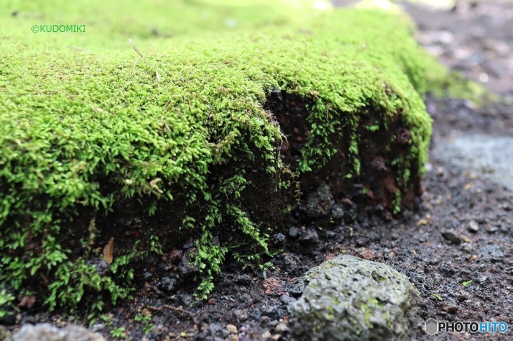 苔の崖
