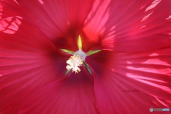 花弁の隙間