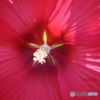 花弁の隙間