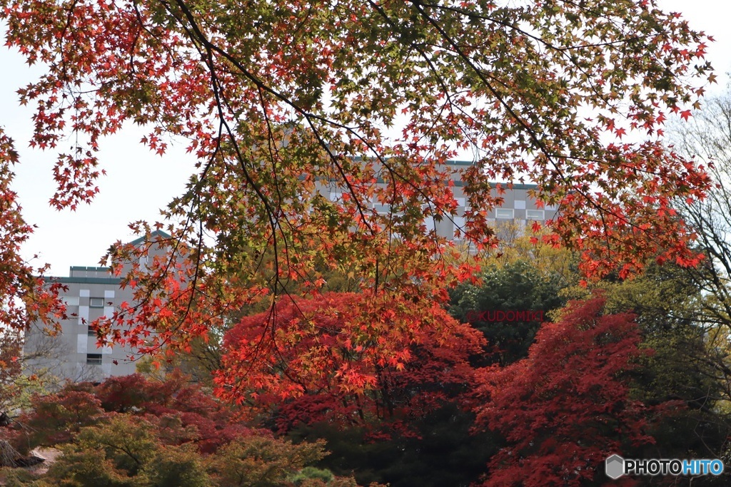 紅葉を見に行った