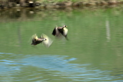 カルガモ　Take off