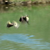 カルガモ　Take off