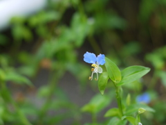 つゆ草