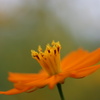 Brahms: Violin Concerto 2nd Mov.