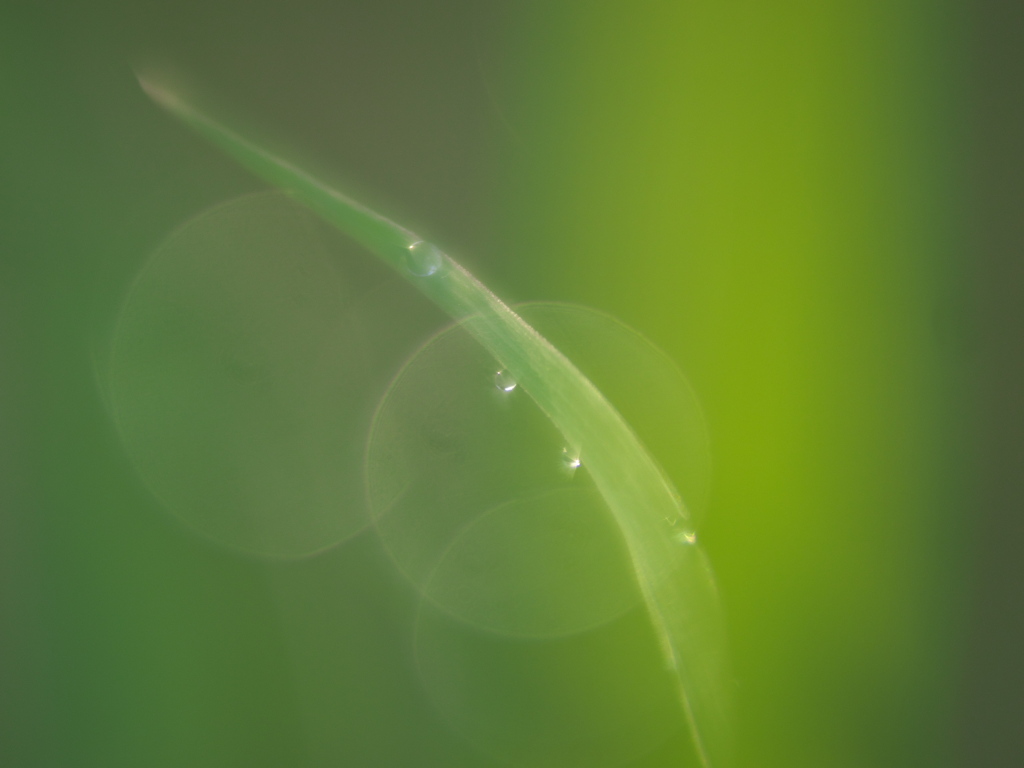 グリーン・スリーブス