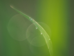 グリーン・スリーブス