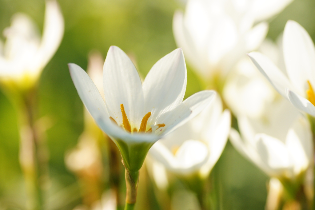 ジムノペディ No1