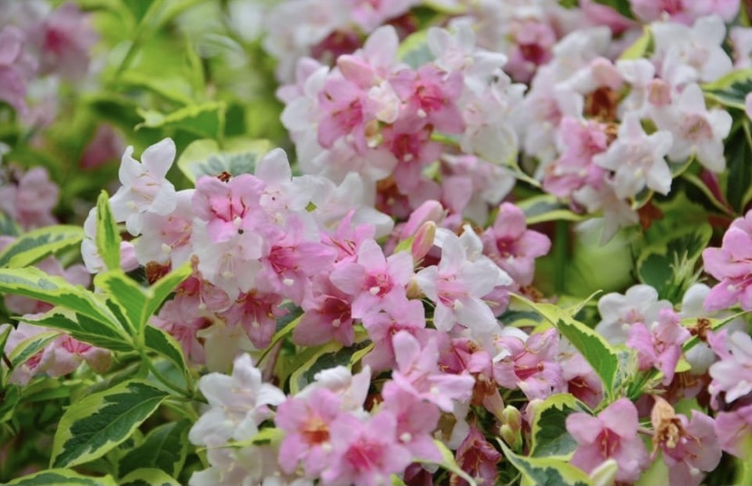 可憐な花びら達