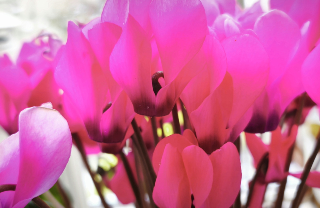 窓辺の花