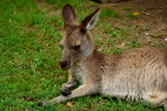 Brisbane
