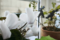 窓辺の花