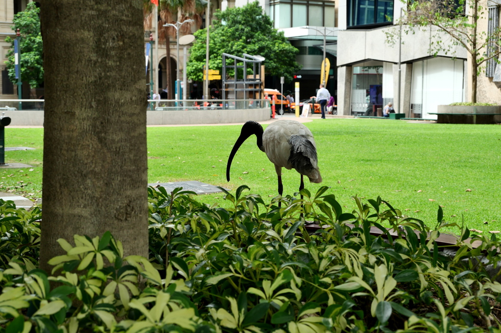 Brisbane