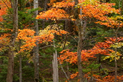 オンネトー紅葉