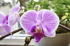 窓辺の花