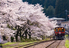 渡良瀬鉄道と満開の桜