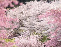 桜満開