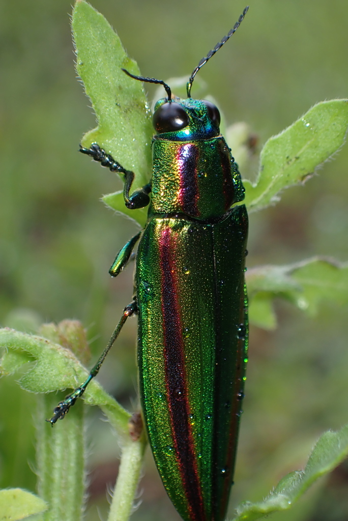 jewel beetle