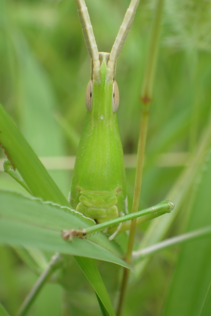 精霊蝗虫（ショウリョウバッタ）