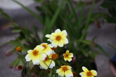 2022/11/10 ご近所花壇