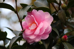 2022/11/10 ご近所花壇