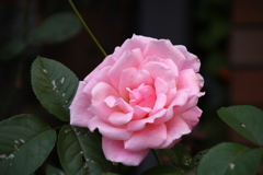 2022/11/10 ご近所花壇