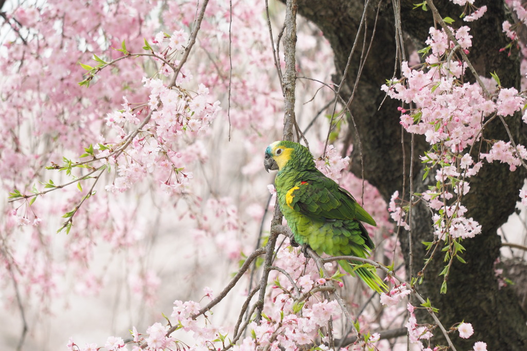 枝垂桜にオウム。