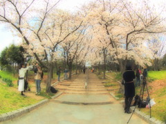 桜楽しむ。