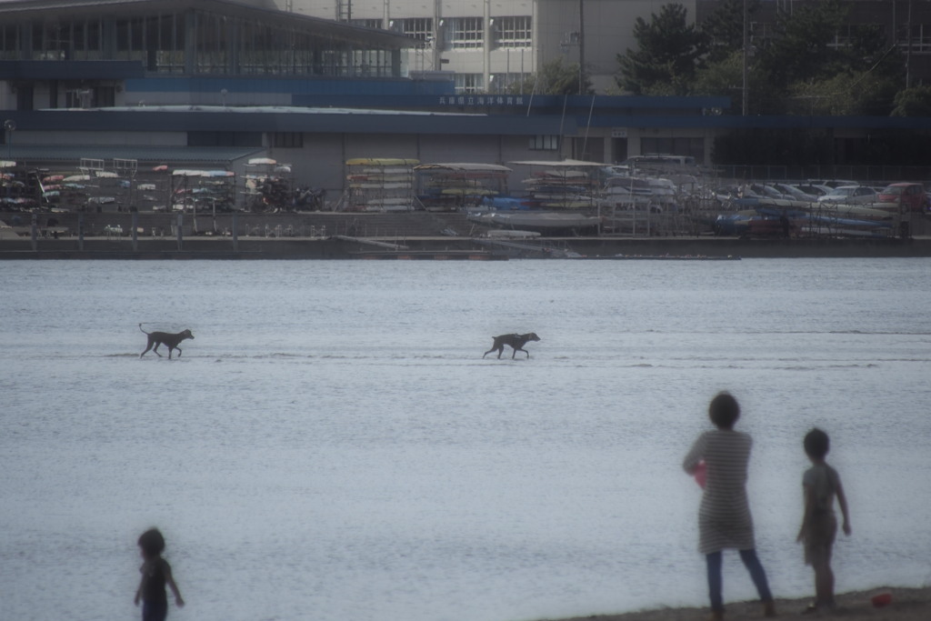 海を渡る犬。