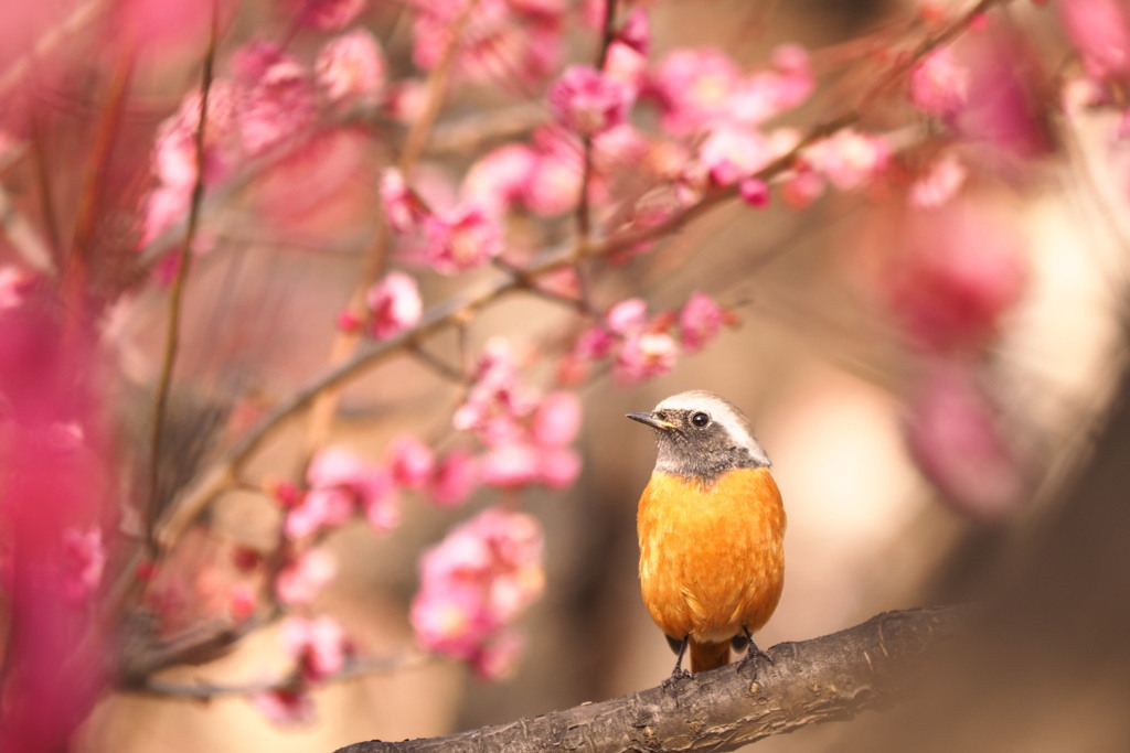 ウメ見るジョウ君。